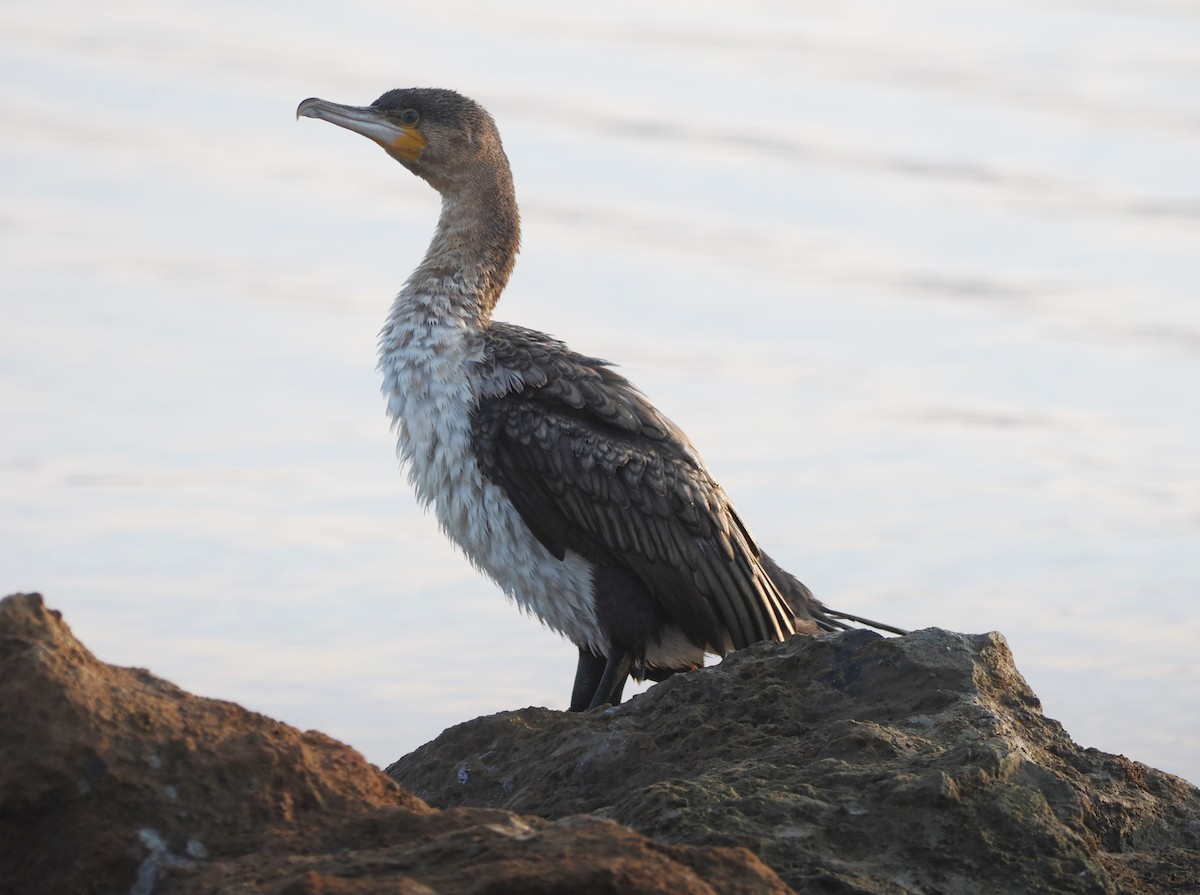 Great Cormorant (White-breasted) - ML638580474