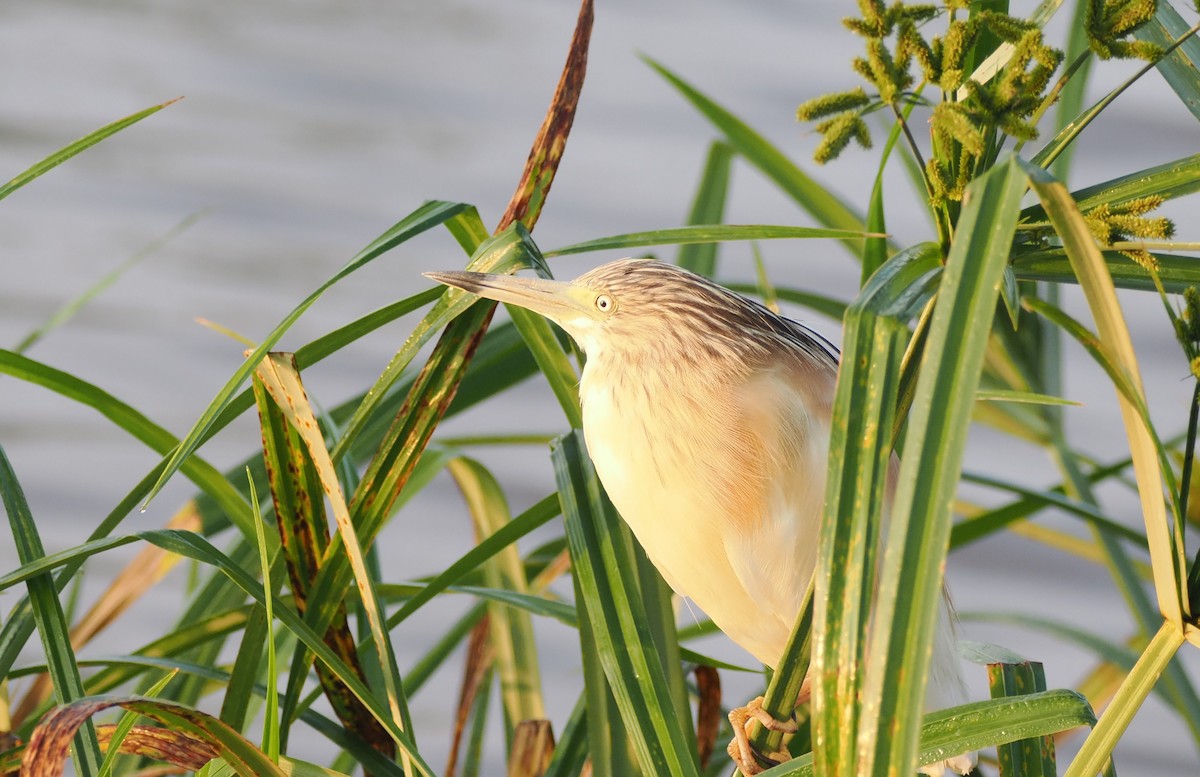 Squacco Heron - ML638580476