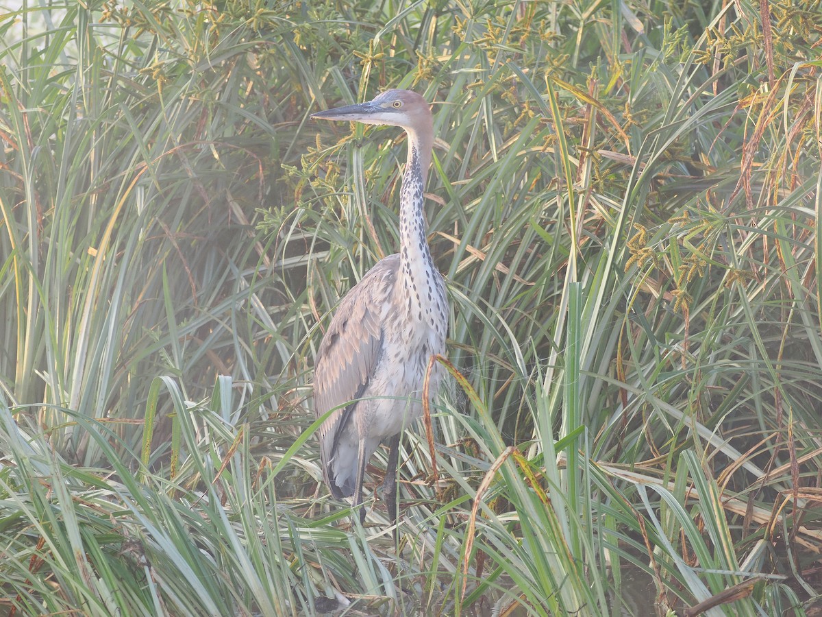 Goliath Heron - ML638580481