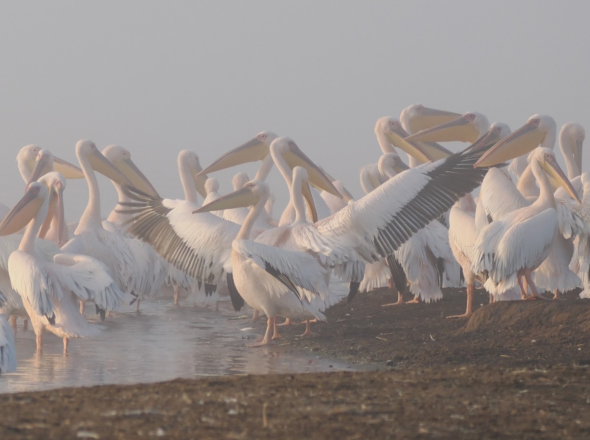 Great White Pelican - ML638580485