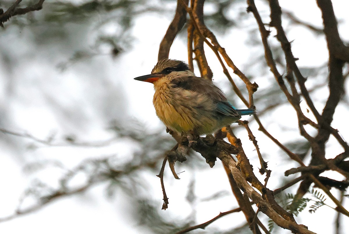 Striped Kingfisher - ML638580501