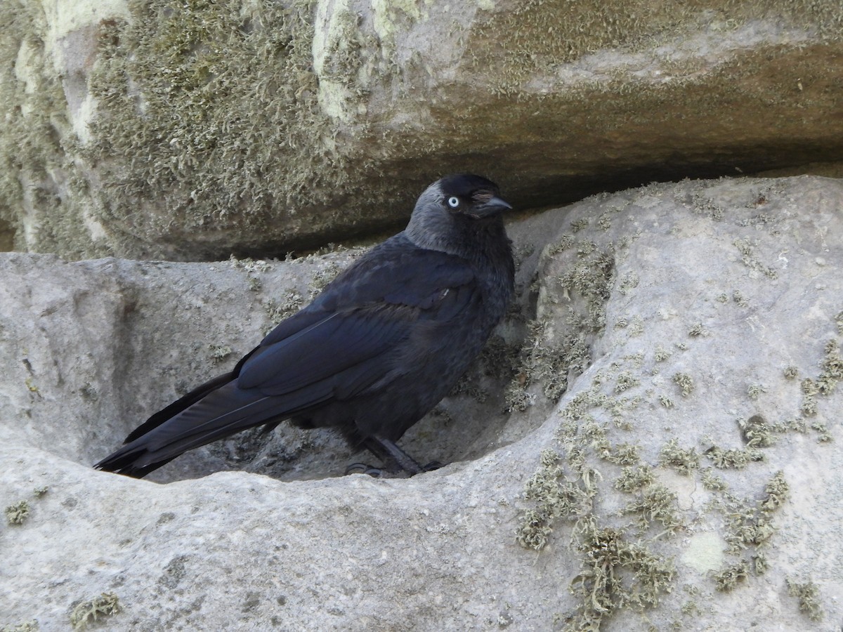 Eurasian Jackdaw - ML638580503