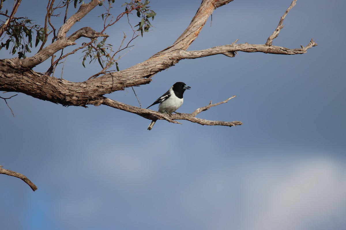 Pied Butcherbird - ML638580510