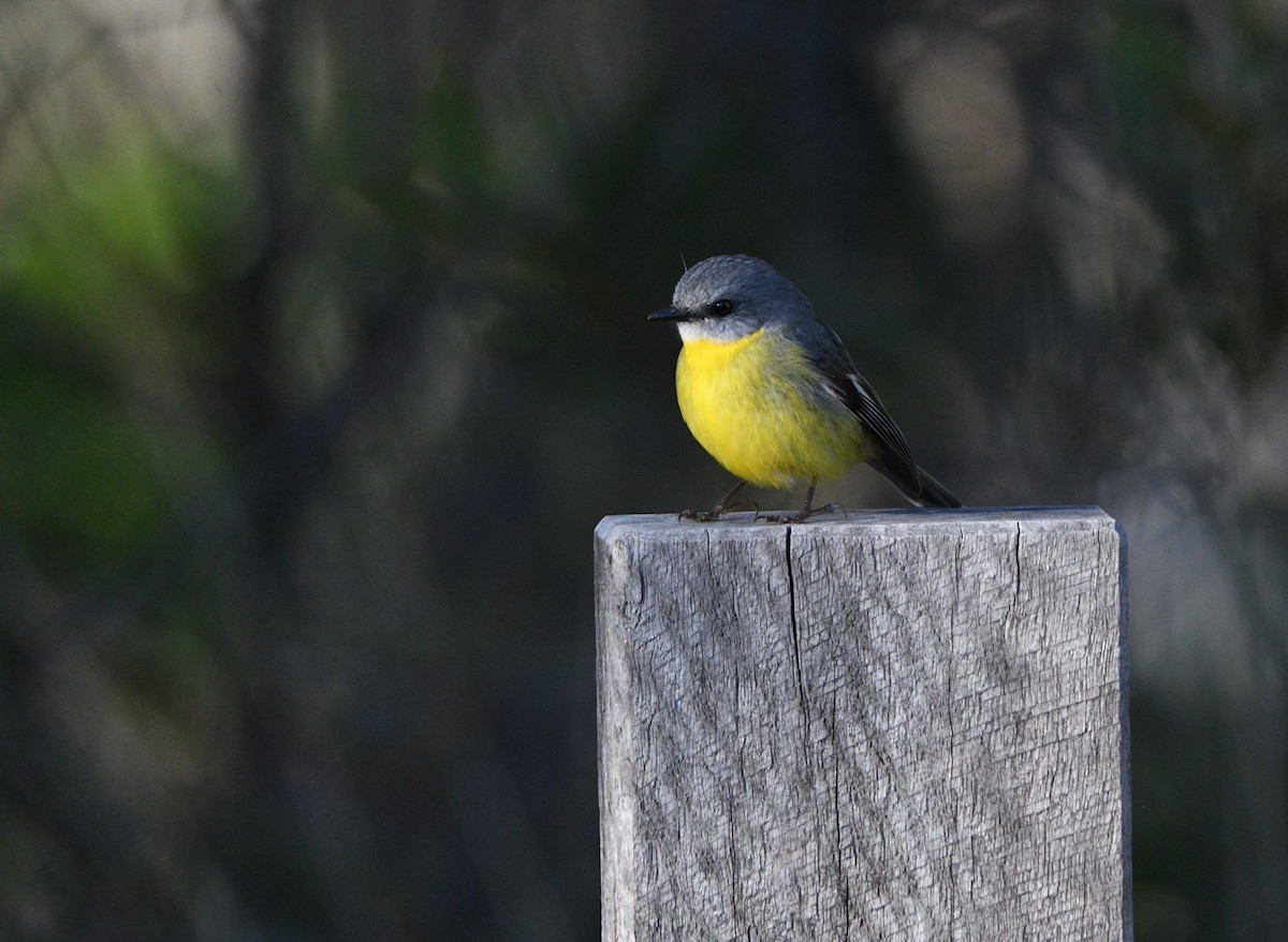 Eastern Yellow Robin - ML638580527