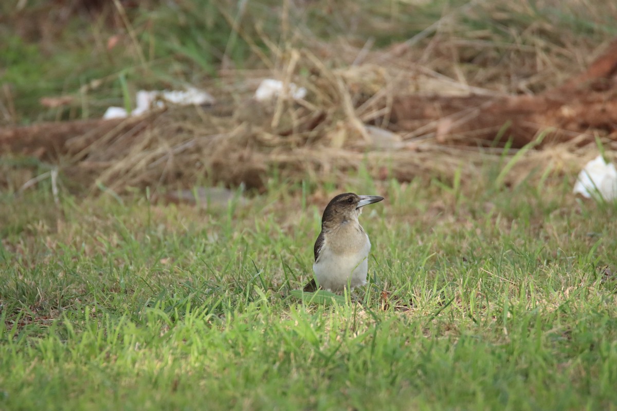 Pied Butcherbird - ML638580549