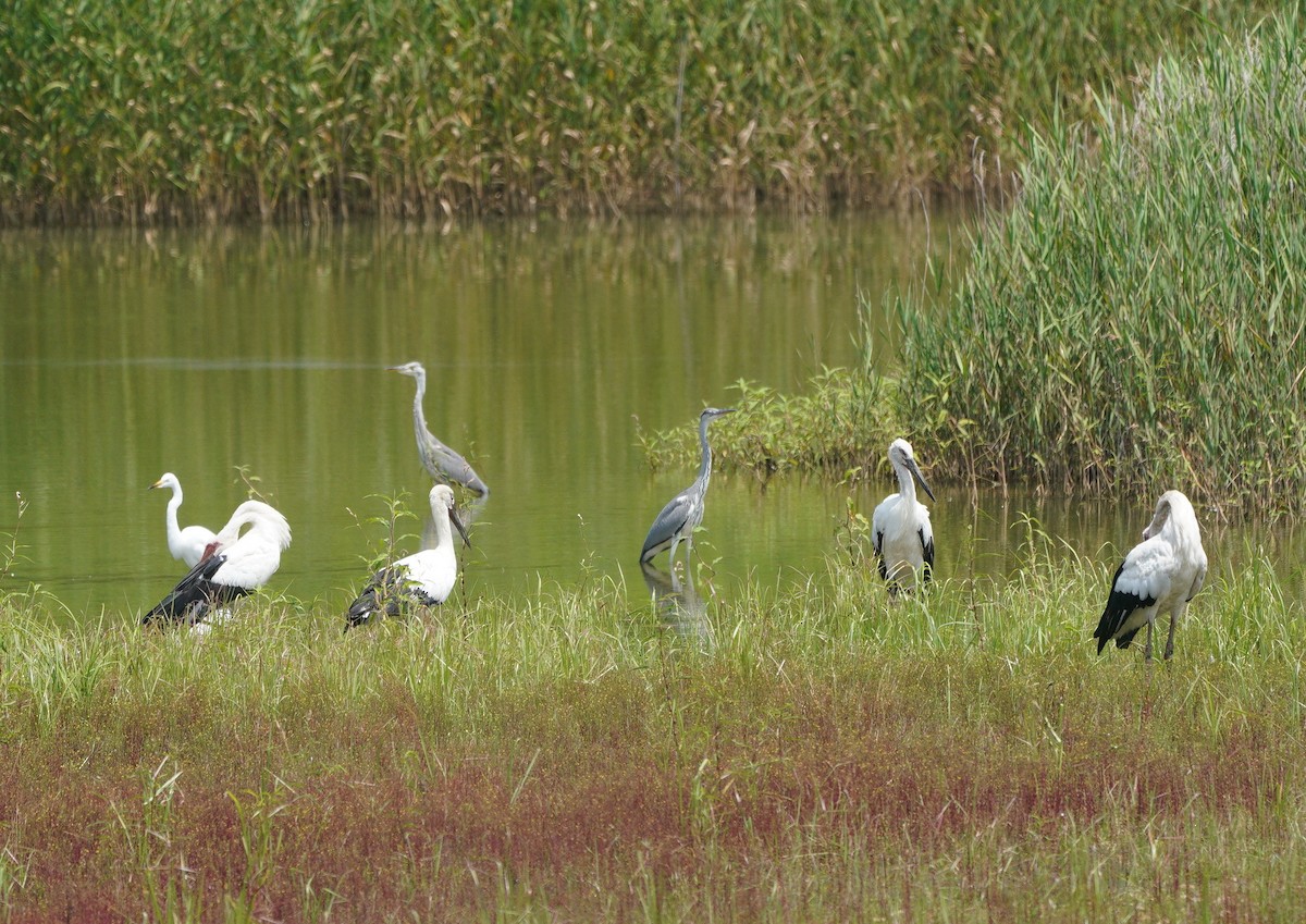 Oriental Stork - ML638580645
