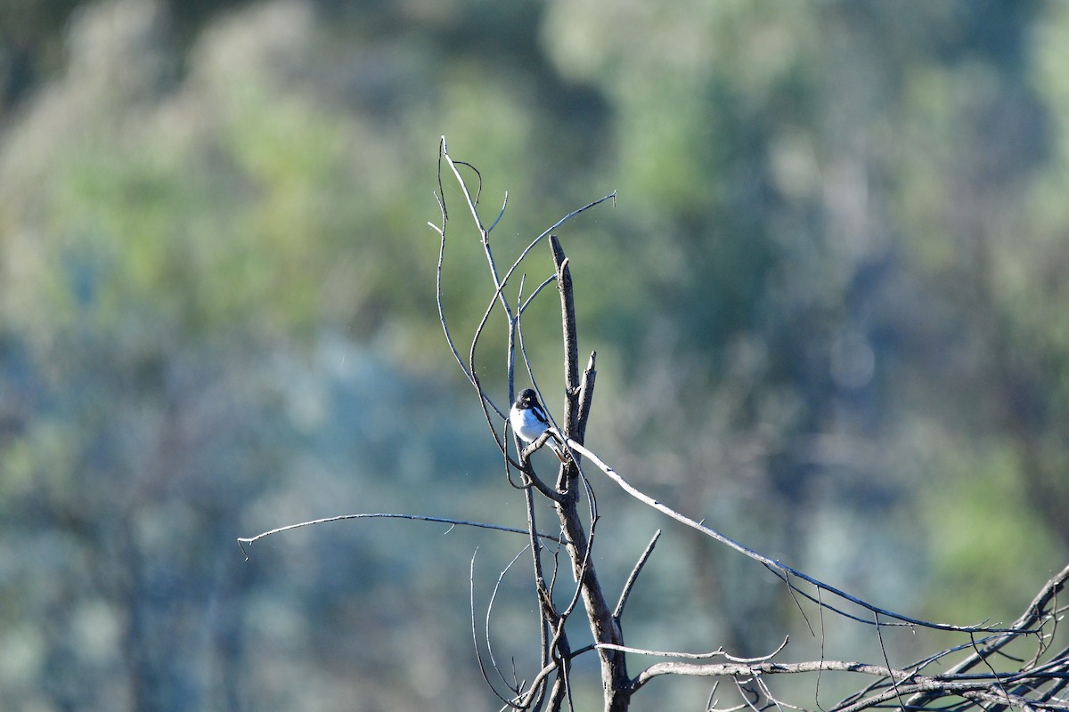 Hooded Robin - ML638580703