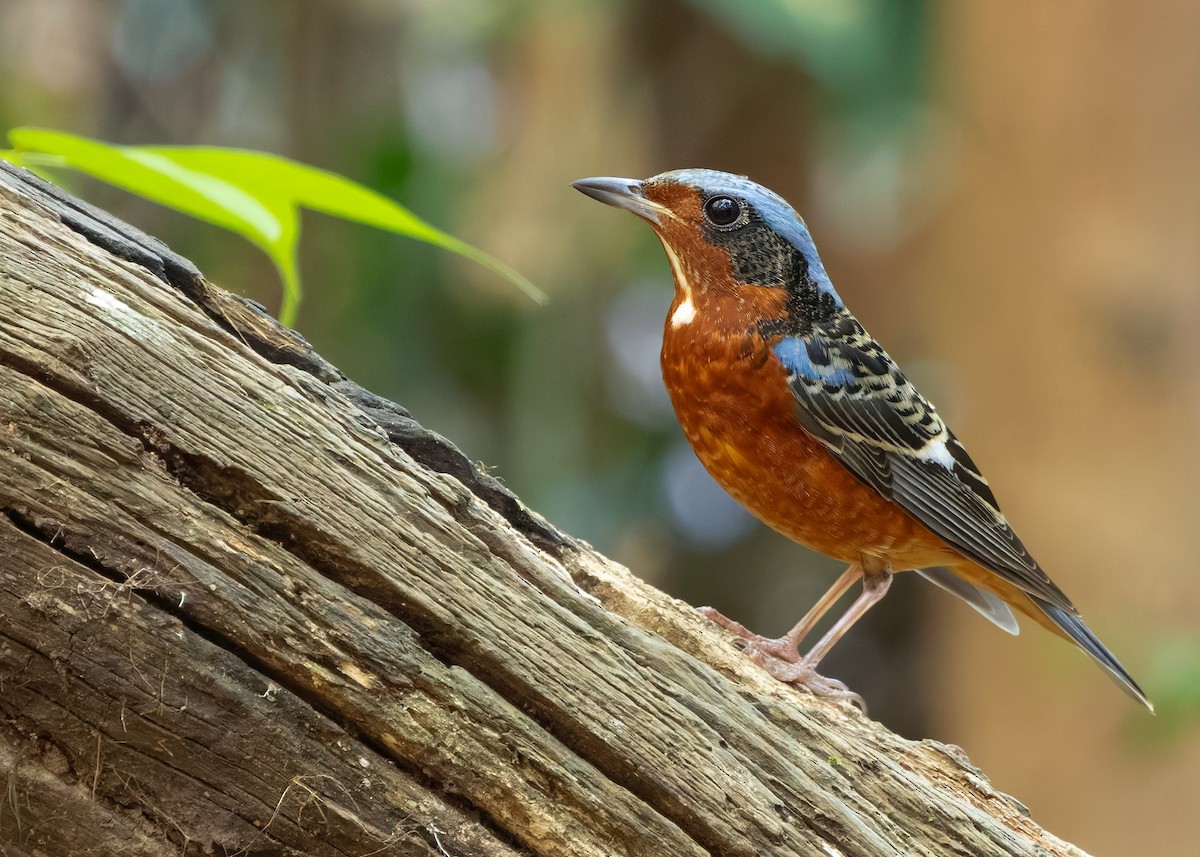 White-throated Rock-Thrush - ML638580733