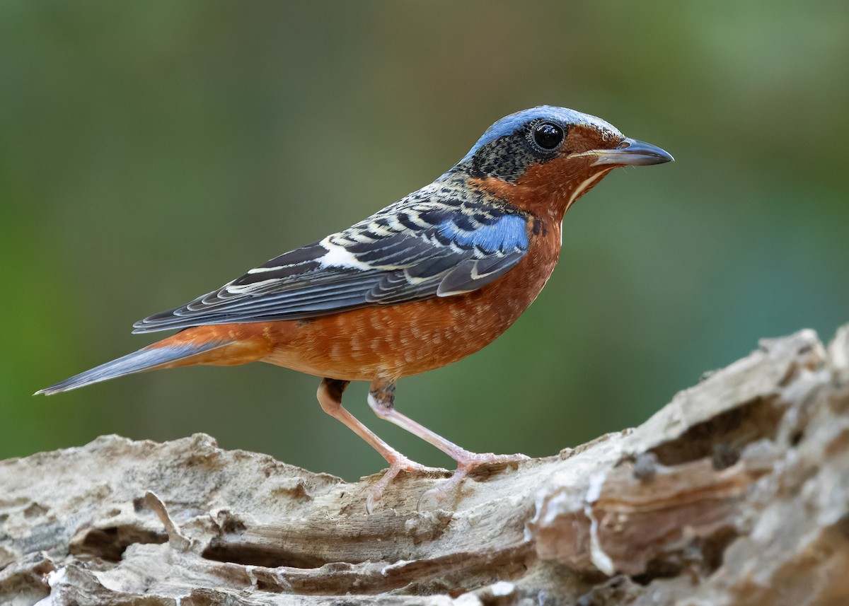 White-throated Rock-Thrush - ML638580734