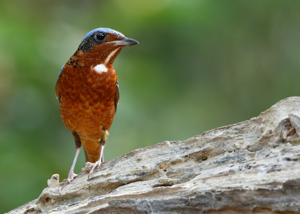 White-throated Rock-Thrush - ML638580735