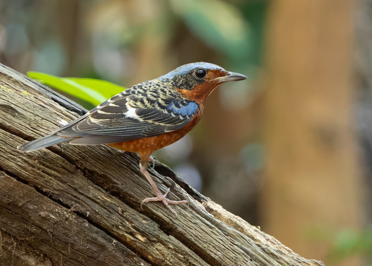White-throated Rock-Thrush - ML638580736