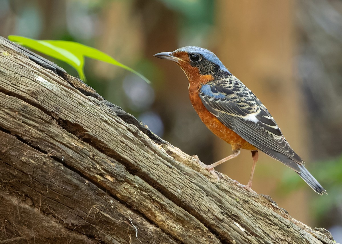 White-throated Rock-Thrush - ML638580737
