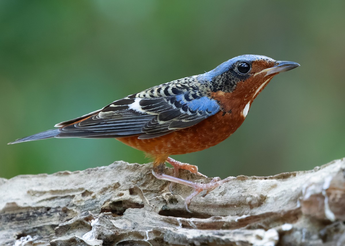White-throated Rock-Thrush - ML638580738