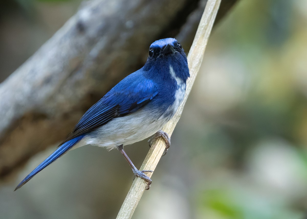 Hainan Blue Flycatcher - ML638580740