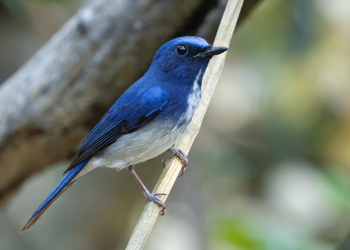 Hainan Blue Flycatcher - ML638580741