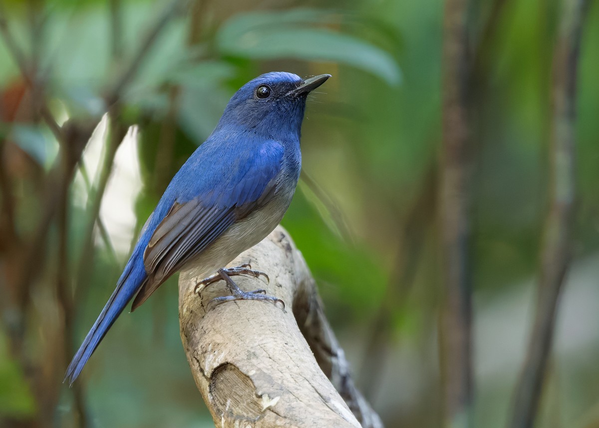 Hainan Blue Flycatcher - ML638580742