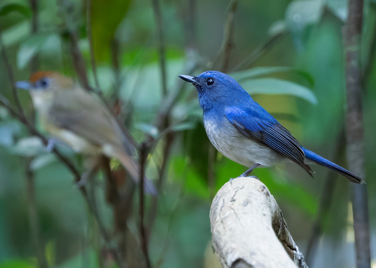 Hainan Blue Flycatcher - ML638580743