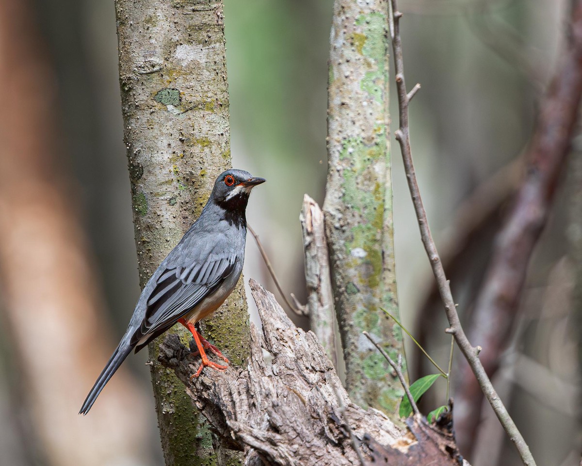 Red-legged Thrush - ML638580773