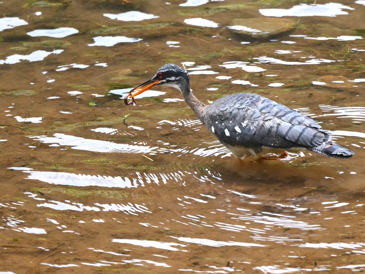 Sunbittern - ML638580784