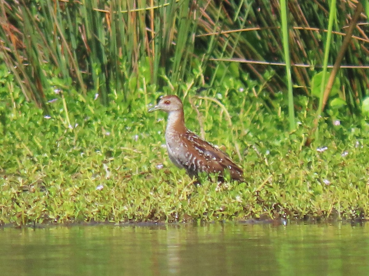 Baillon's Crake - ML638580787