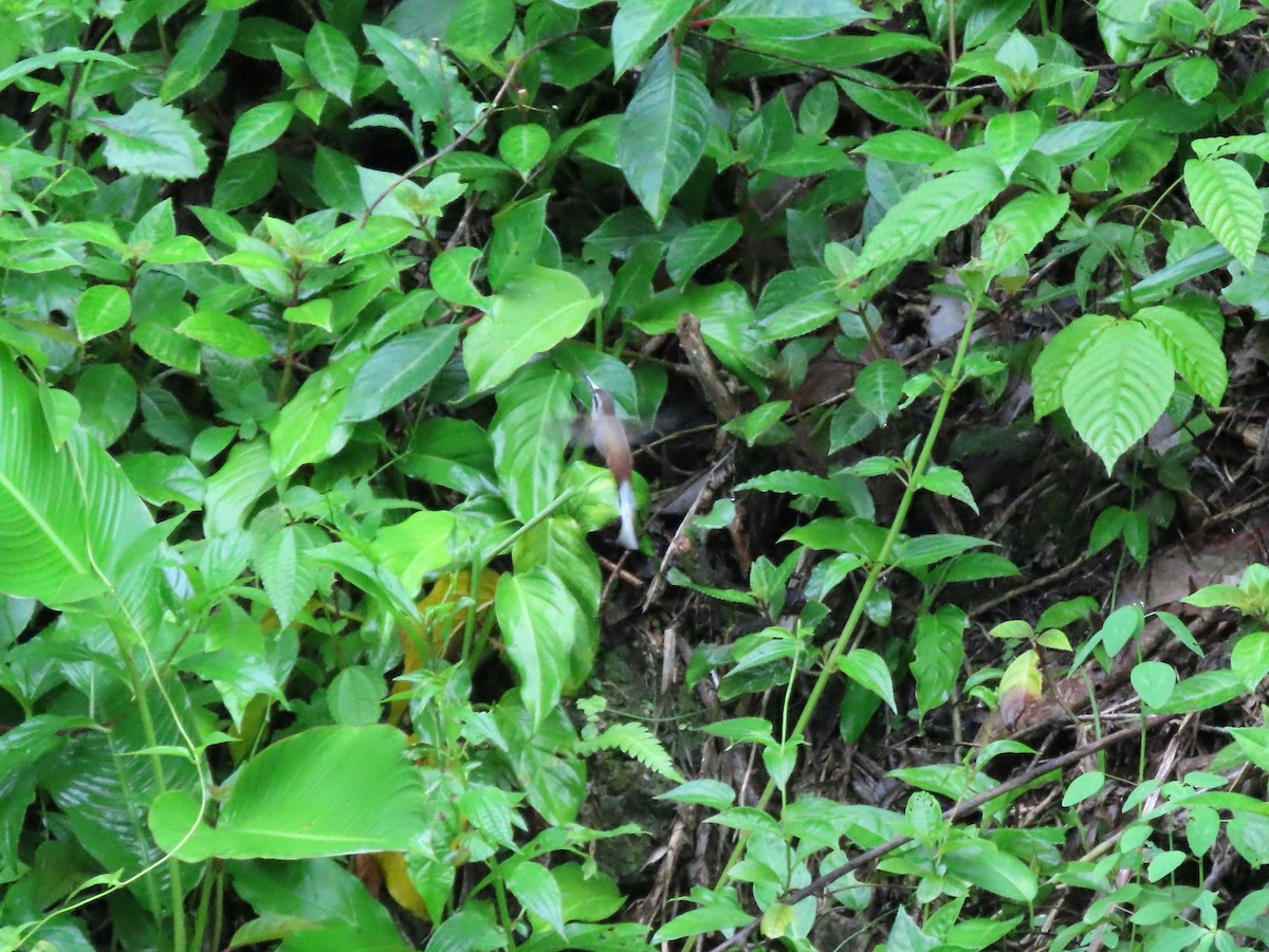 Sooty-capped Hermit - ML638580819