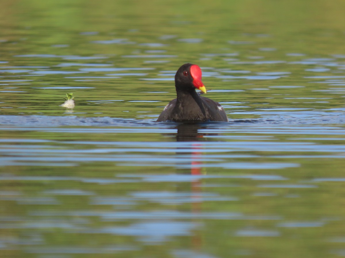 Eurasian Moorhen - ML638580826