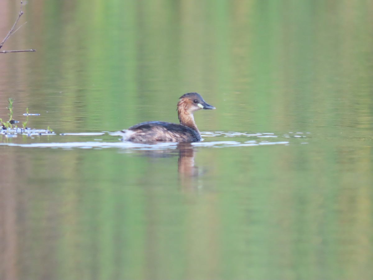 Little Grebe - ML638580827