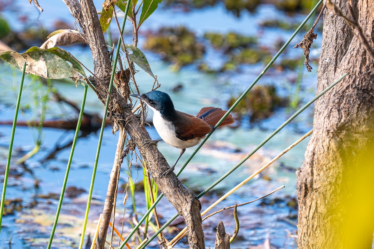 Shining Flycatcher - ML638580855