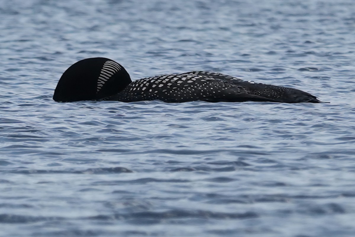 Common Loon - ML638580876