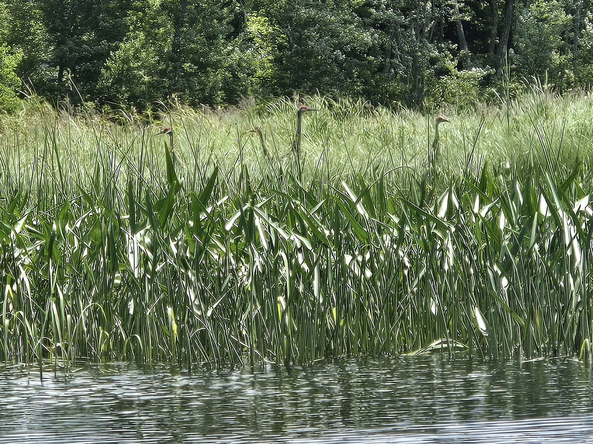 Sandhill Crane - ML638580905