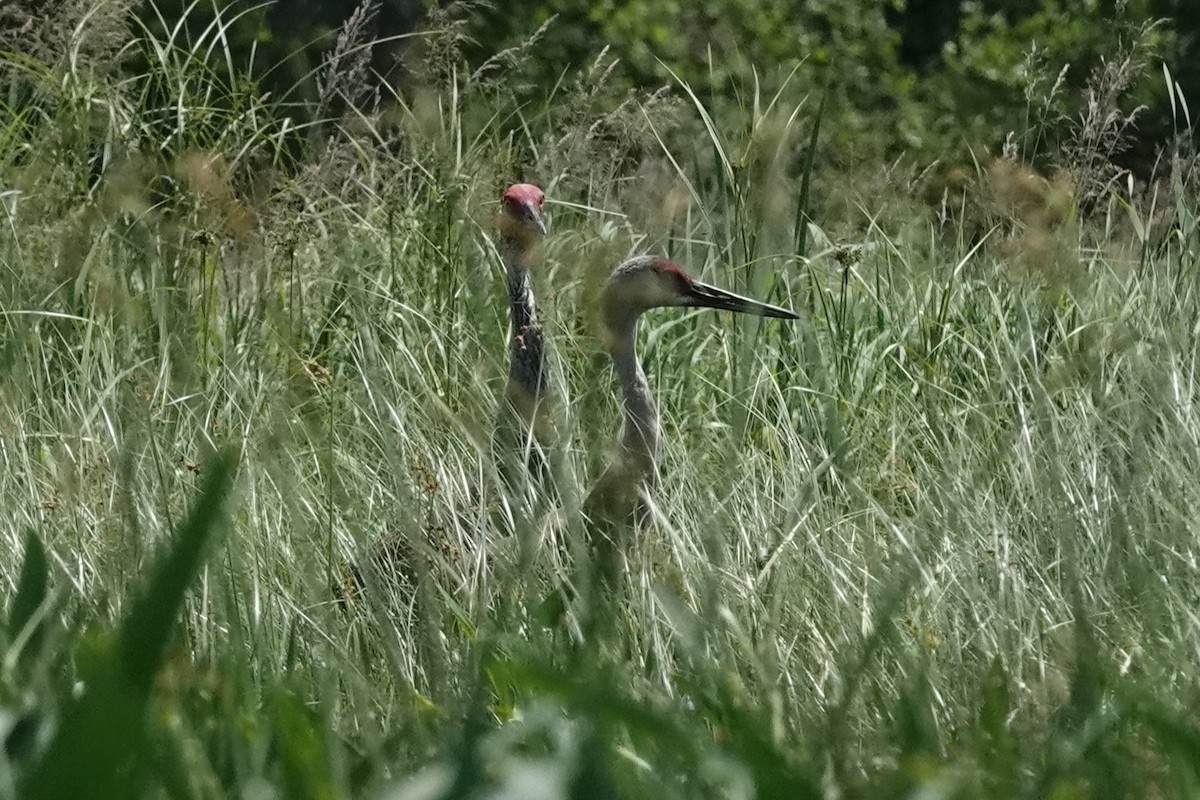 Sandhill Crane - ML638580917