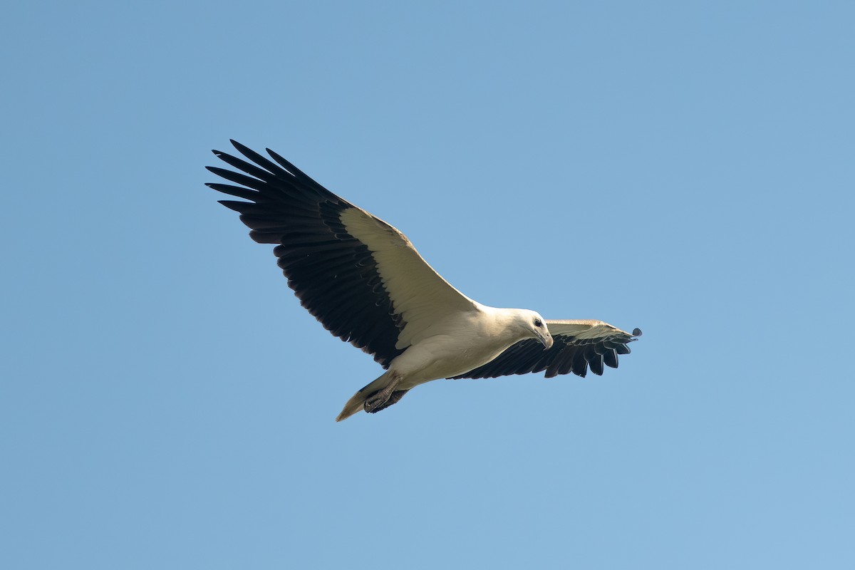 White-bellied Sea-Eagle - ML638580940