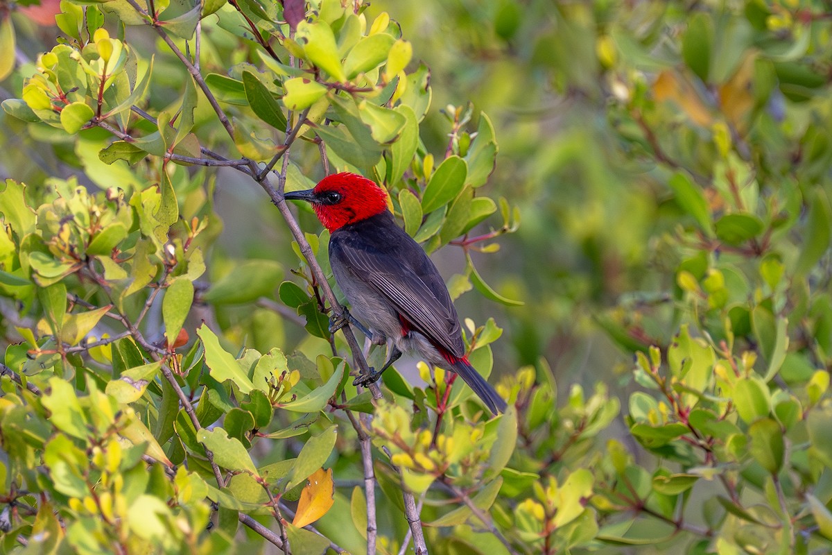 Red-headed Myzomela - ML638580944