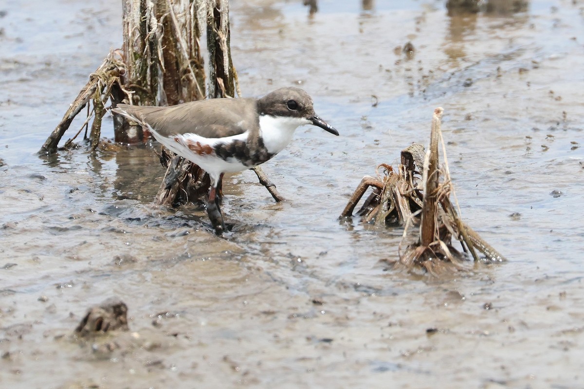 Red-kneed Dotterel - ML638580984