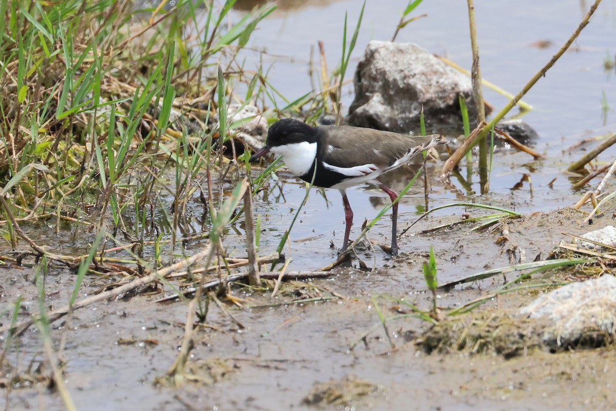 Red-kneed Dotterel - ML638580987