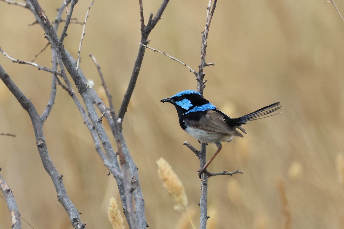 Superb Fairywren - ML638580999