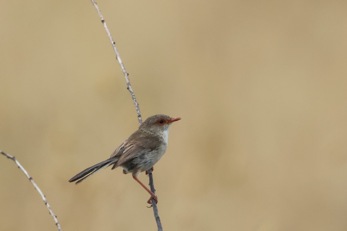 Superb Fairywren - ML638581000