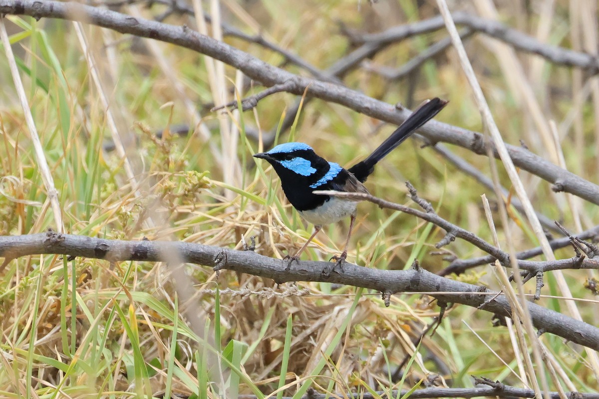 Superb Fairywren - ML638581001