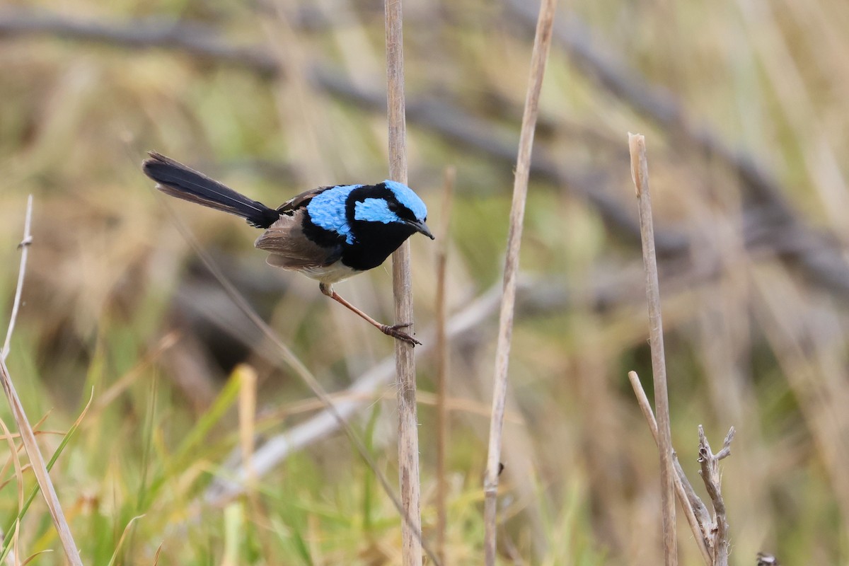 Superb Fairywren - ML638581002