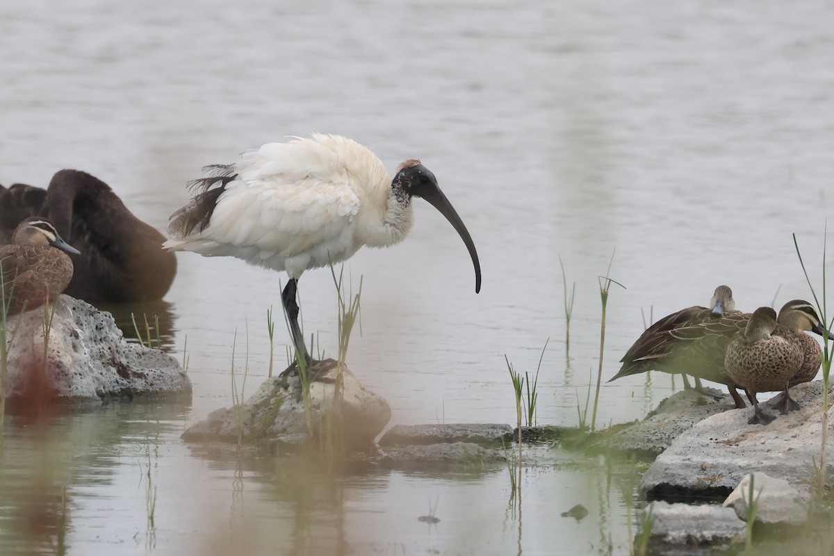 Australian Ibis - ML638581012