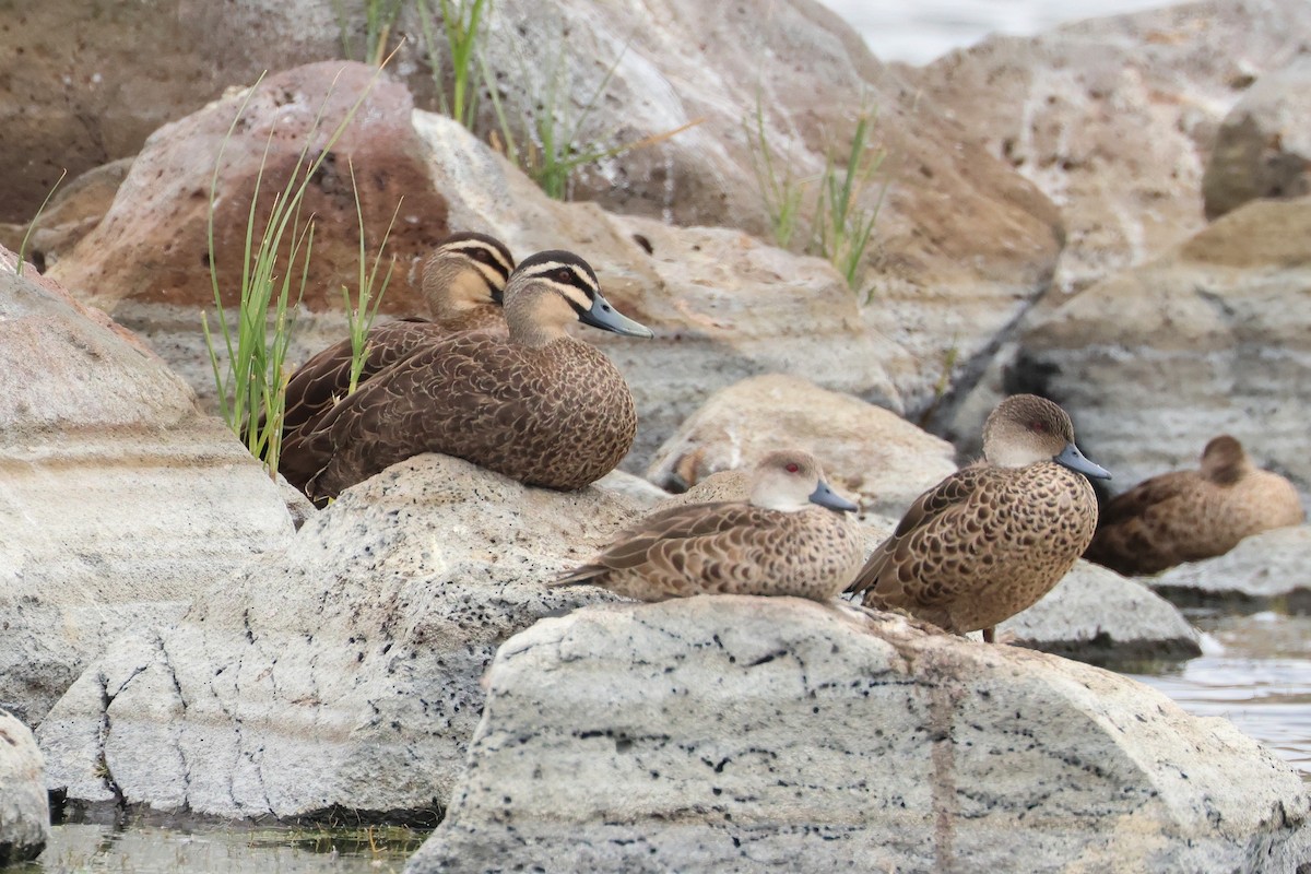 Pacific Black Duck - ML638581019