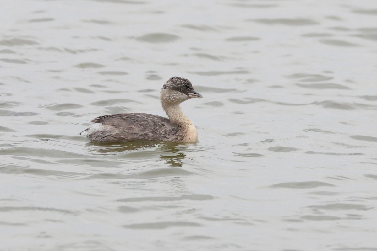 Hoary-headed Grebe - ML638581020