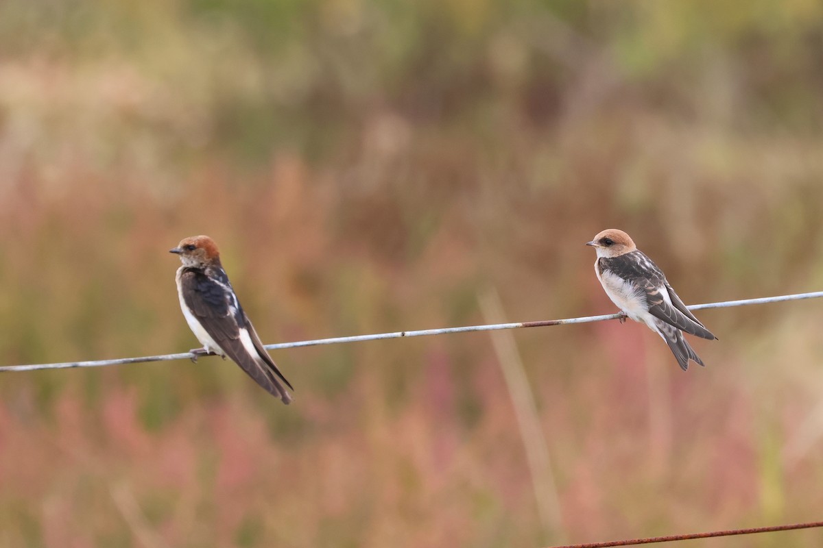 Fairy Martin - ML638581029