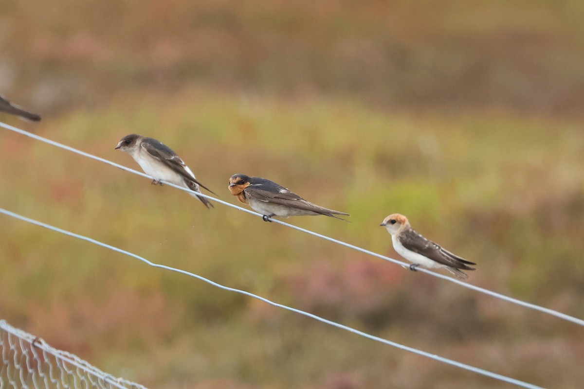 Welcome Swallow - ML638581030