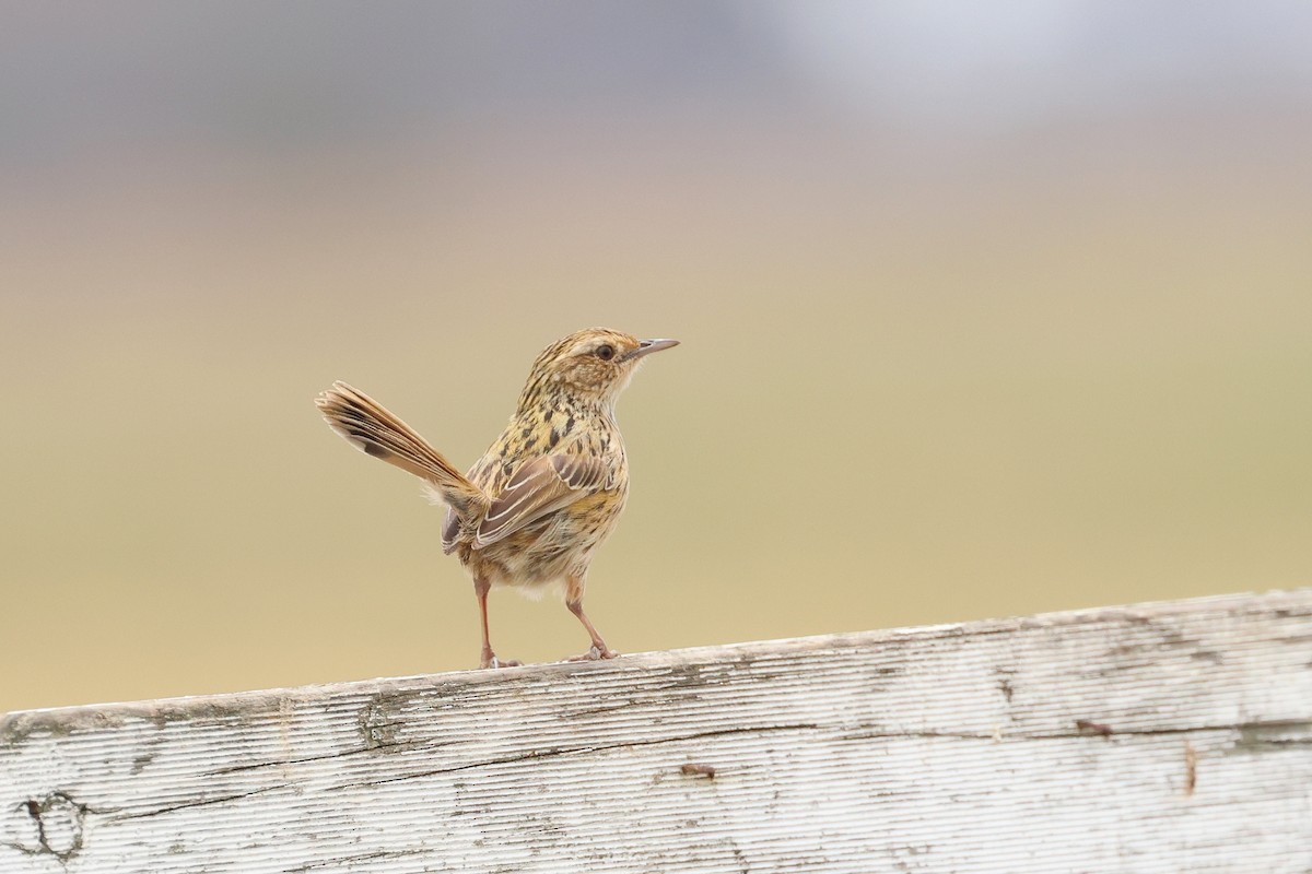 Striated Fieldwren - ML638581040