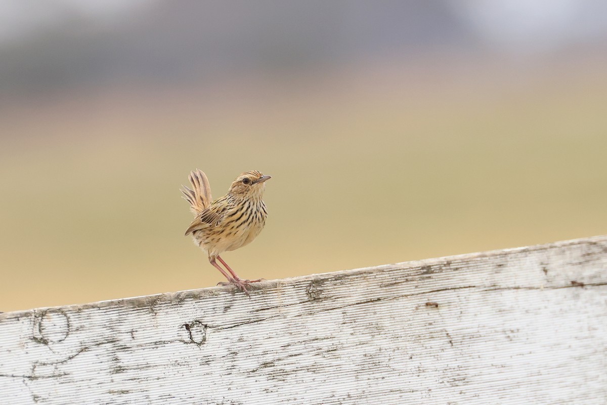 Striated Fieldwren - ML638581041