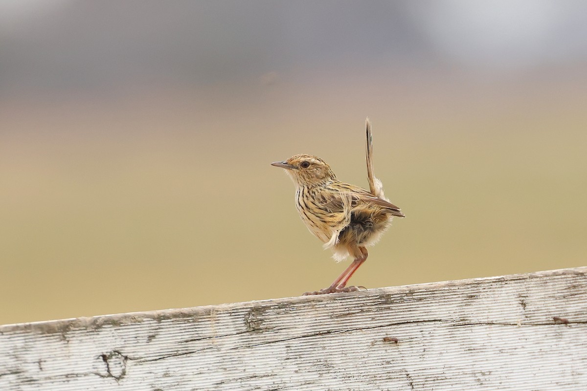Striated Fieldwren - ML638581042