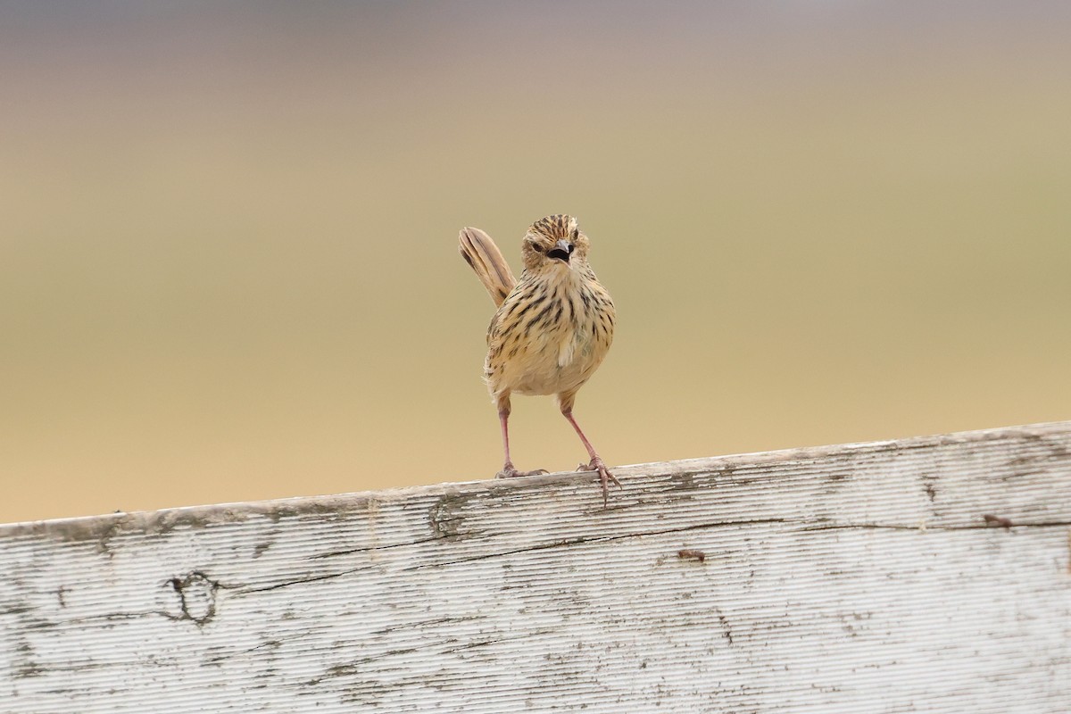 Striated Fieldwren - ML638581043