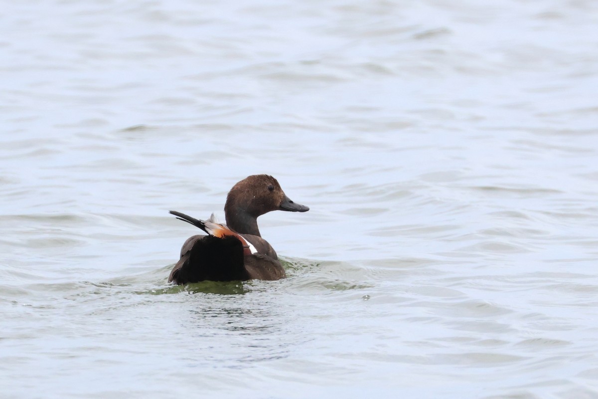Australian Shelduck - ML638581047
