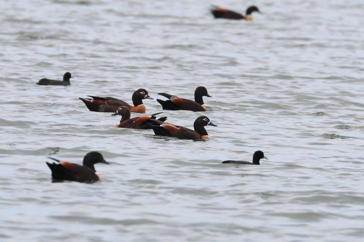 Australian Shelduck - ML638581048